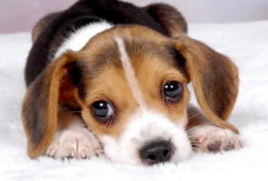 veterinaire de garde arquennes