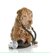 veterinaire de garde