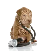 veterinaire de garde