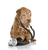 veterinaire de garde