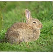 veterinaire de garde brabant wallon