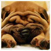 urgence veterinaire