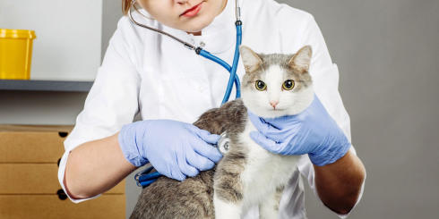 veterinaire apres minuit
