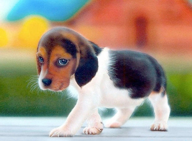 veterinaire de garde arquennes