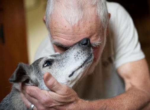 veterinaire de garde bornival