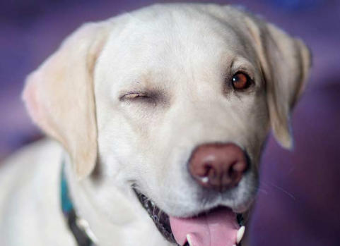 veterinaire de garde braine-le-comte