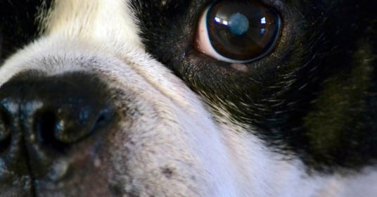 veterinaire de garde braine-le-comte