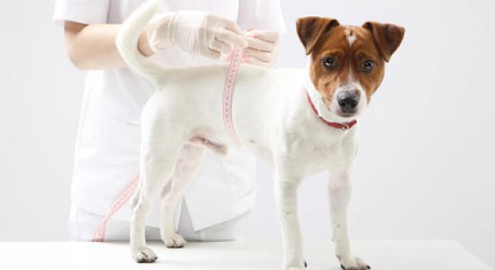 veterinaire de garde clabecq