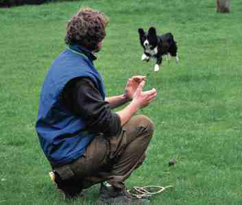 veterinaire de garde feluy