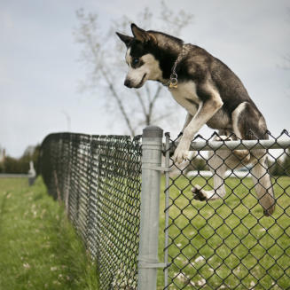 veterinaire de garde genappe