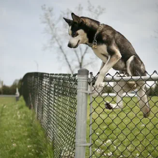 veterinaire de garde genappe