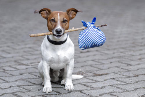 veterinaire de garde genappe