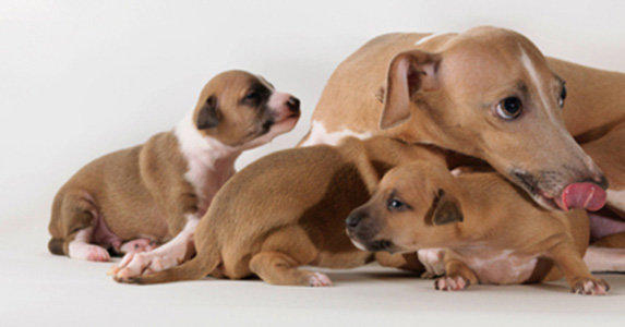 veterinaire de garde ronquieres