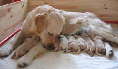 veterinaire de garde ronquieres