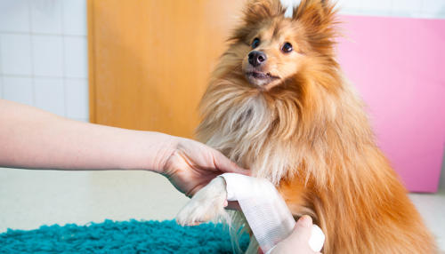 veterinaire de garde rosseignies