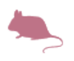 intoxication mort aux rats