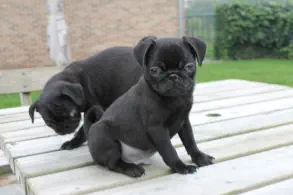 veterinaire de garde bois-seigneur-isaac