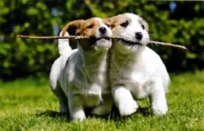 veterinaire de garde bois-seigneur-isaac