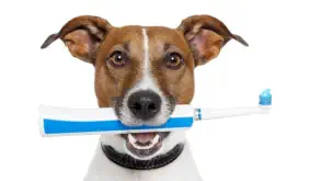 veterinaire de garde obaix