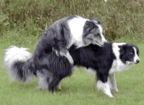 veterinaire de garde petit-roeulx