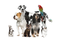 attraper chien errant