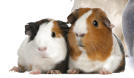 cobaye cochon d inde veterinaire de garde
