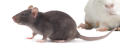 rat veterinaire de garde