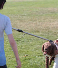 attraper chien agressif mordeur