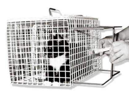 attraper un chat agressif griffeur