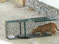 cage attrape chat