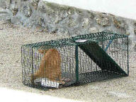sterilisation chats errants nivelles