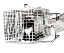 attraper un chat agressif griffeur