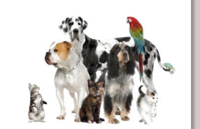 euthanasie chien agressif
