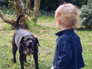 chien mordu fils ou fille