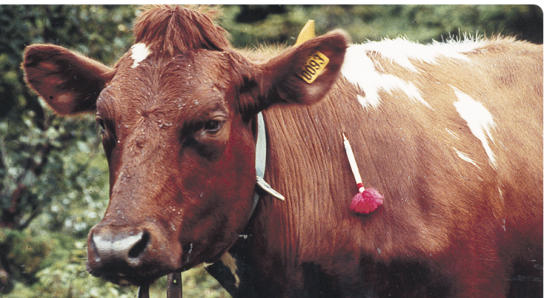transport capture vache taureau