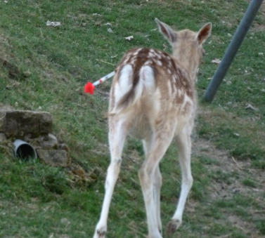 capture daim biche chevreuil cerf