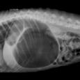 torsion estomac chien