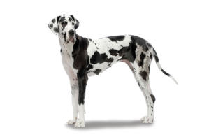 etat de choc chat chien