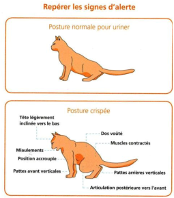 chat urine evier baignoire