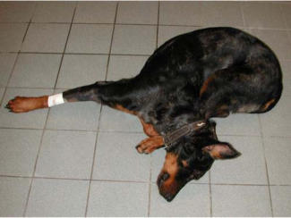 avc chien chat