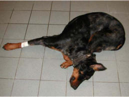 avc chien chat