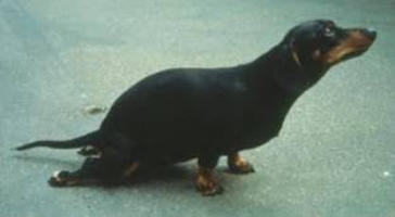 chien traine pattes