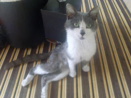 chat traine pattes
