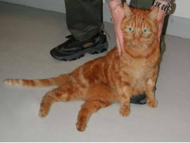 paralysie chat