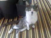 chat traine pattes