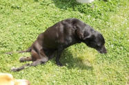 paralysie chien