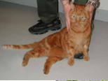 paralysie chat