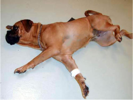 convulsion chien chat