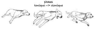 epilepsie chien chat