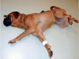 convulsion chien chat